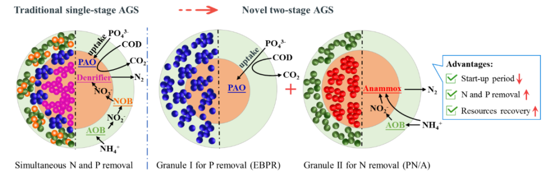 北京工业大学彭永臻院士团队CEJ：新型两段式好氧颗粒污泥工艺实现低碳氮比城市污水同步脱氮除磷