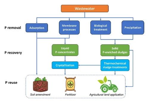 佛罗里达大学高斌团队：基于当前除磷技术对废水中磷的回收与利用
