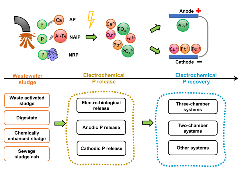废水污泥中电化学磷的浸出与回收研究进展