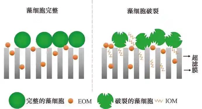 针对藻类暴发 氧化预处理耦合超滤工艺前沿综述