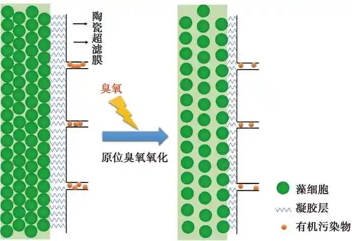 针对藻类暴发 氧化预处理耦合超滤工艺前沿综述