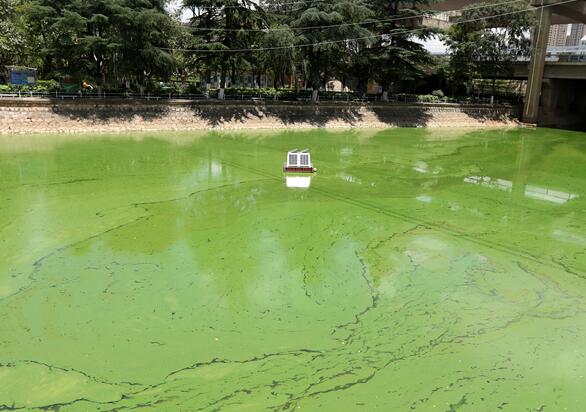 滇池、兴凯湖“绿水”频发 蓝藻水华治理关键在总磷