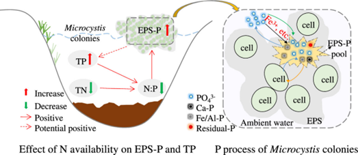 河海大学谭啸教授ES&T：富营养化湖泊中蓝藻胞外聚合物磷富集效应为不均衡的营养盐削减策略带来挑战