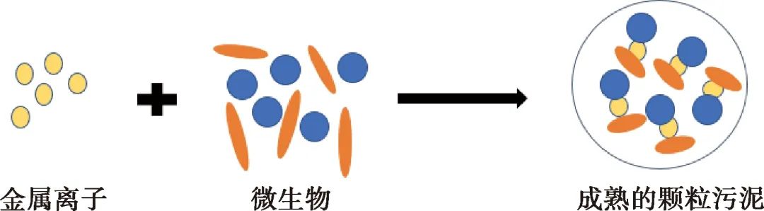 金属阳离子对好氧颗粒污泥造粒影响研究进展