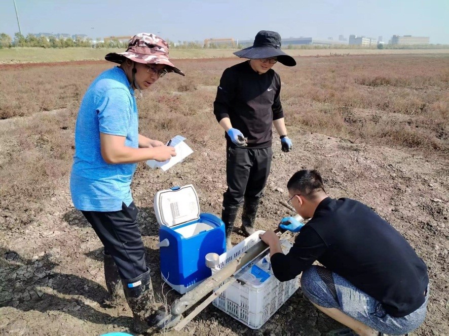 盐沼湿地碳汇监测试点如何开展？意义何在？