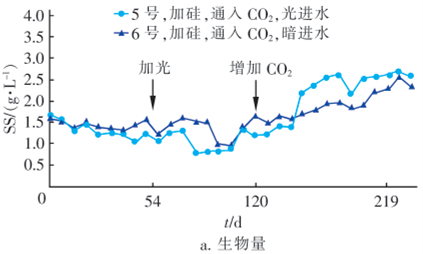 可沉微藻转化油脂潜力及PHB合成试验研究