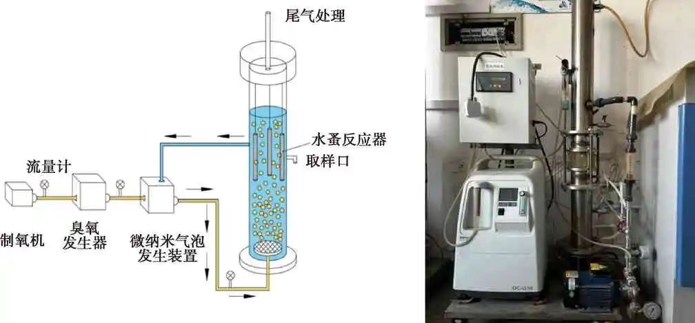 微纳米气泡臭氧氧化对剑水蚤和圆水蚤的灭活效能及机理分析