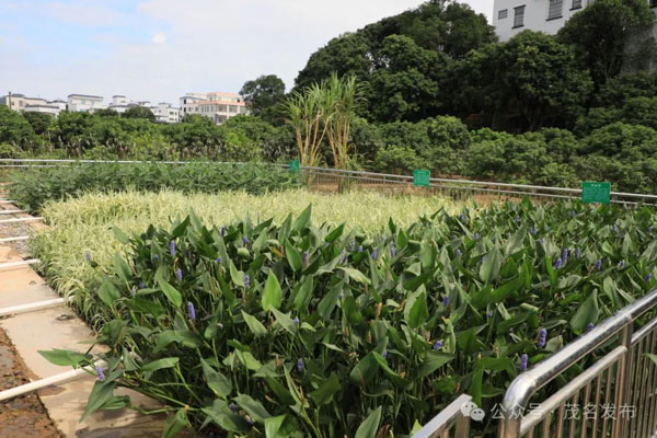 农村生活污水治理如何破局？这样打造“茂名样板”