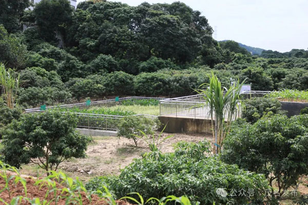 农村生活污水治理如何破局？这样打造“茂名样板”