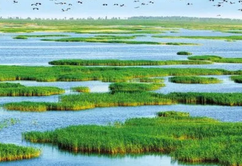 湿地保护为什么会层层失守？