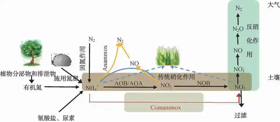 揭秘全程氨氧化菌：从其发现、生态分布到生理生化特性