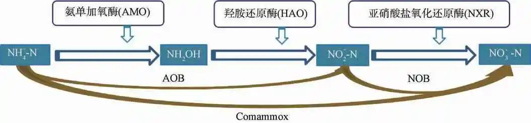 揭秘全程氨氧化菌：从其发现、生态分布到生理生化特性