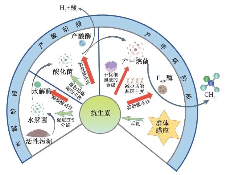 典型抗生素对污泥厌氧消化效能的影响及调控策略研究进展