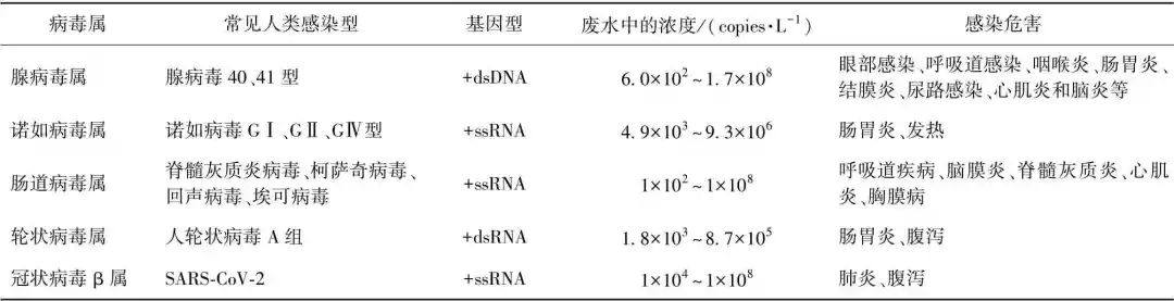 城镇污水污泥处理处置流程中典型病毒的发生及潜在风险