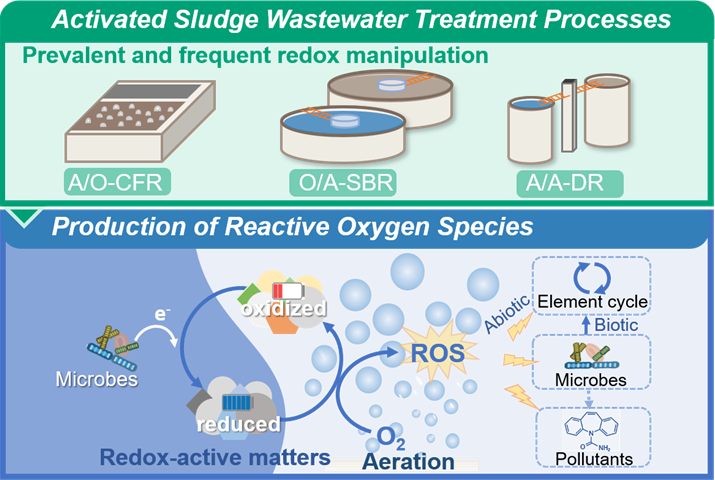 南京大学周东美团队ES&T：活性污泥污水处理过程中活性氧的产生及其潜在影响