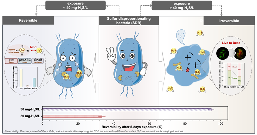 哈尔滨工业大学（深圳）王爱杰团队程浩毅课题组：微生物单质硫歧化产硫化物过程中硫化氢引发的反馈抑制
