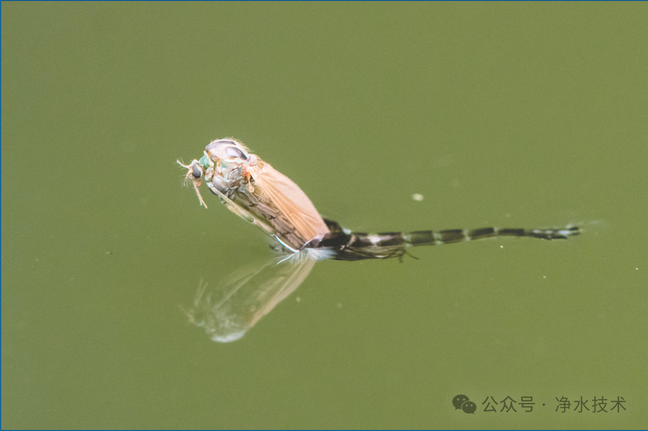 【收藏】生产运行需要了解的水中有害大型生物