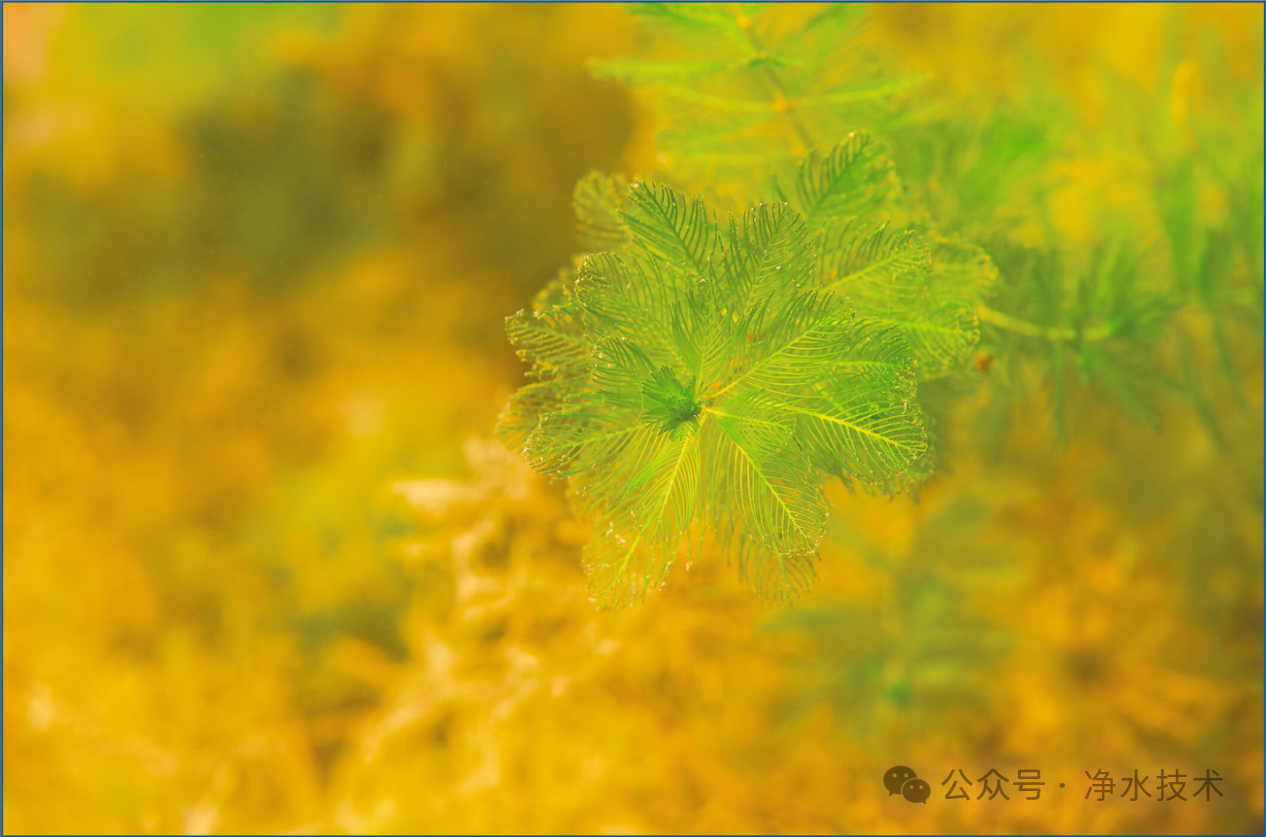 【收藏】生产运行需要了解的水中有害大型生物