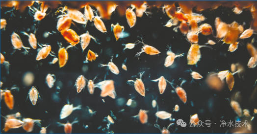 【收藏】生产运行需要了解的水中有害大型生物